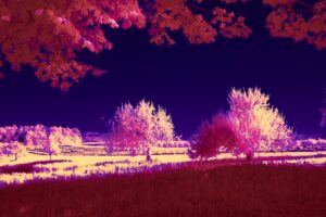 Photo dream interpretation