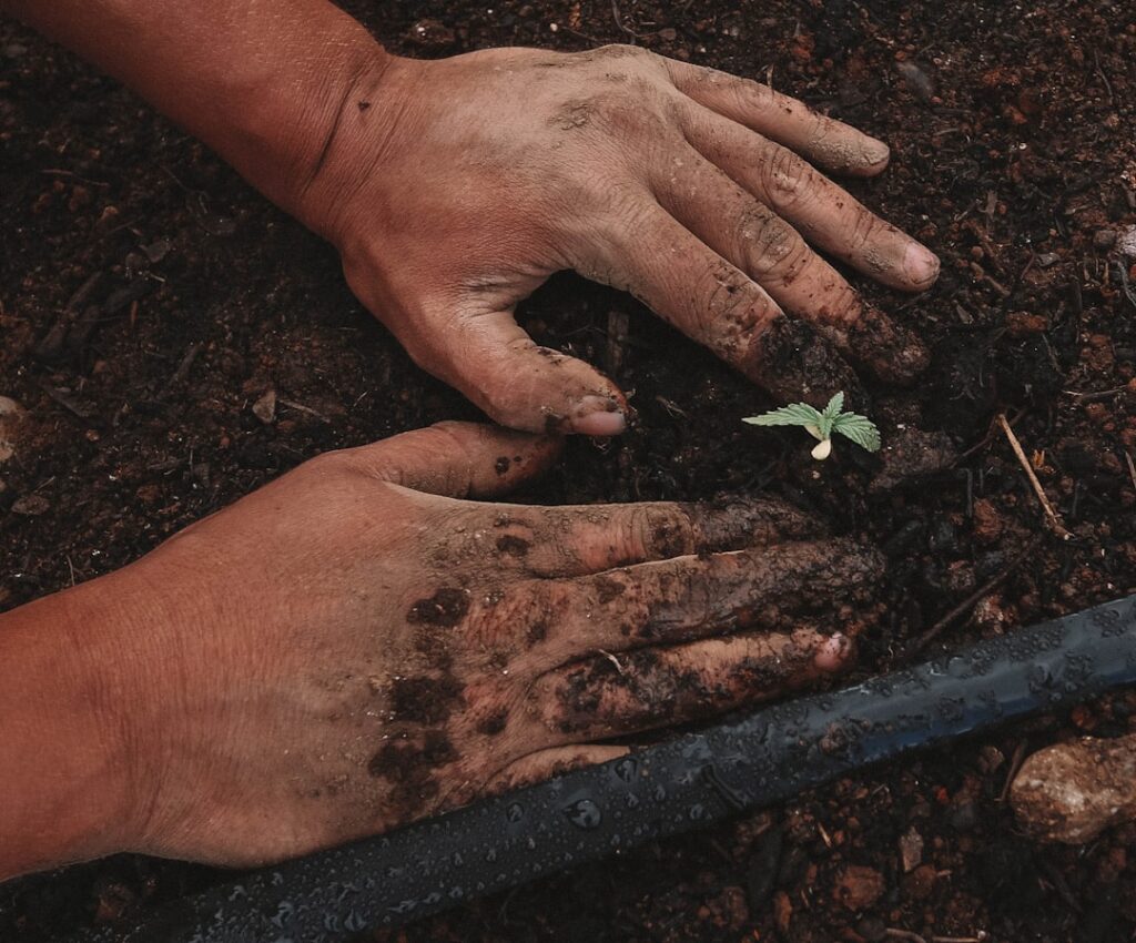 Photo gardening
