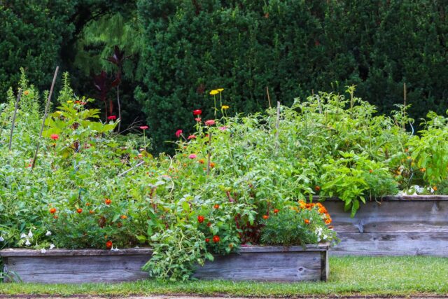 Straturi înălțate cu salată, roșii și ierburi aromatice într-o grădină de legume din curtea unei case