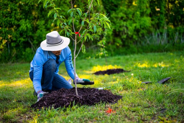 Puiet de pom fructifer proaspăt plantat într-o grădină, legat de un tutore din lemn